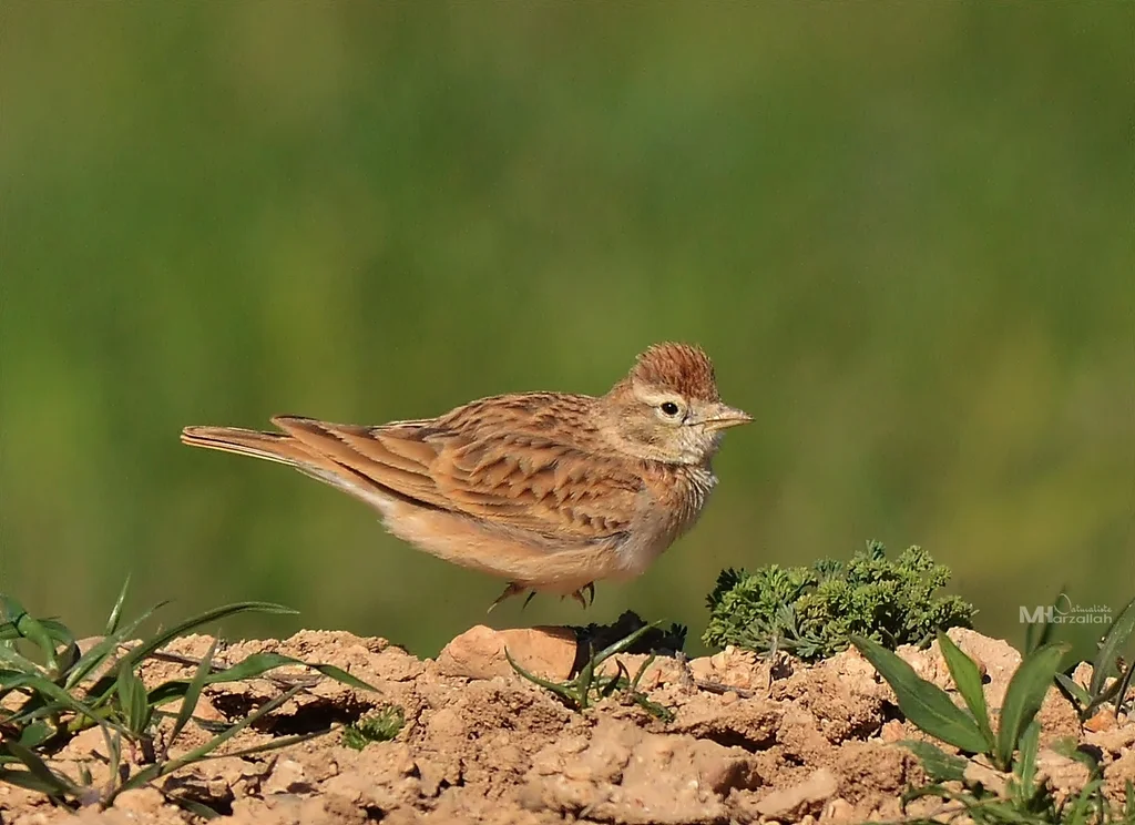 大短趾百灵(Calandrella brachydactyla)