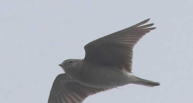 大短趾百灵(Calandrella brachydactyla)