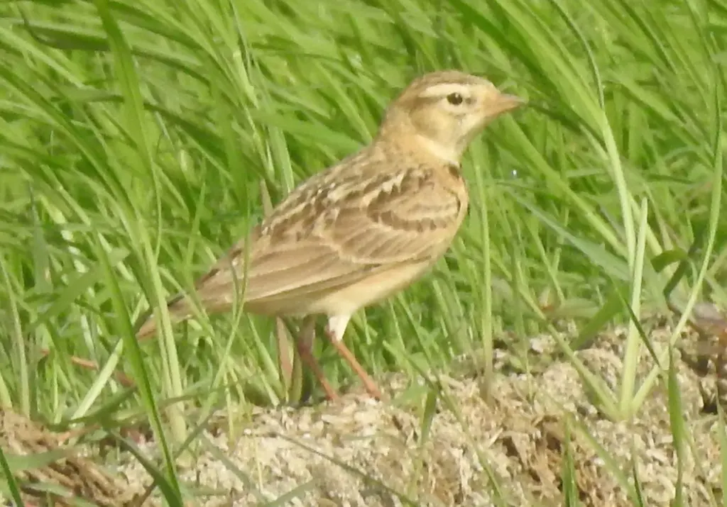 蒙古短趾百灵(Calandrella dukhunensis)