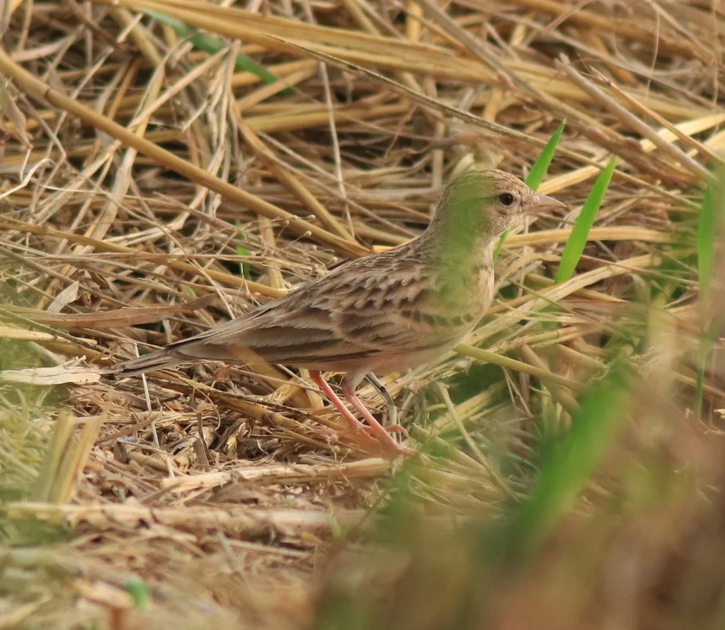 蒙古短趾百灵(Calandrella dukhunensis)