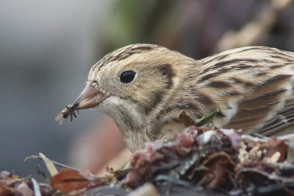 铁爪鹀（Calcarius lapponicus）