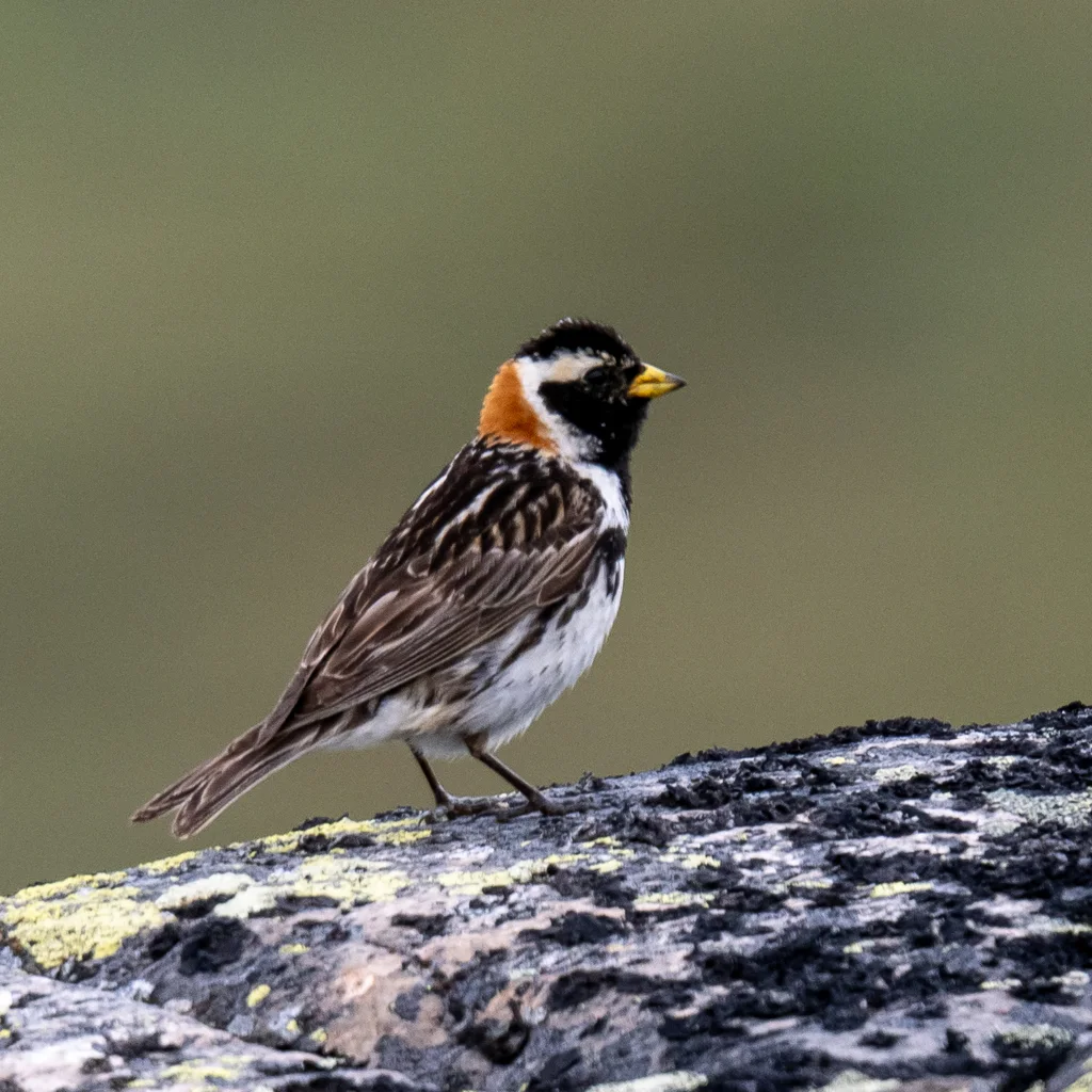 铁爪鹀（Calcarius lapponicus）