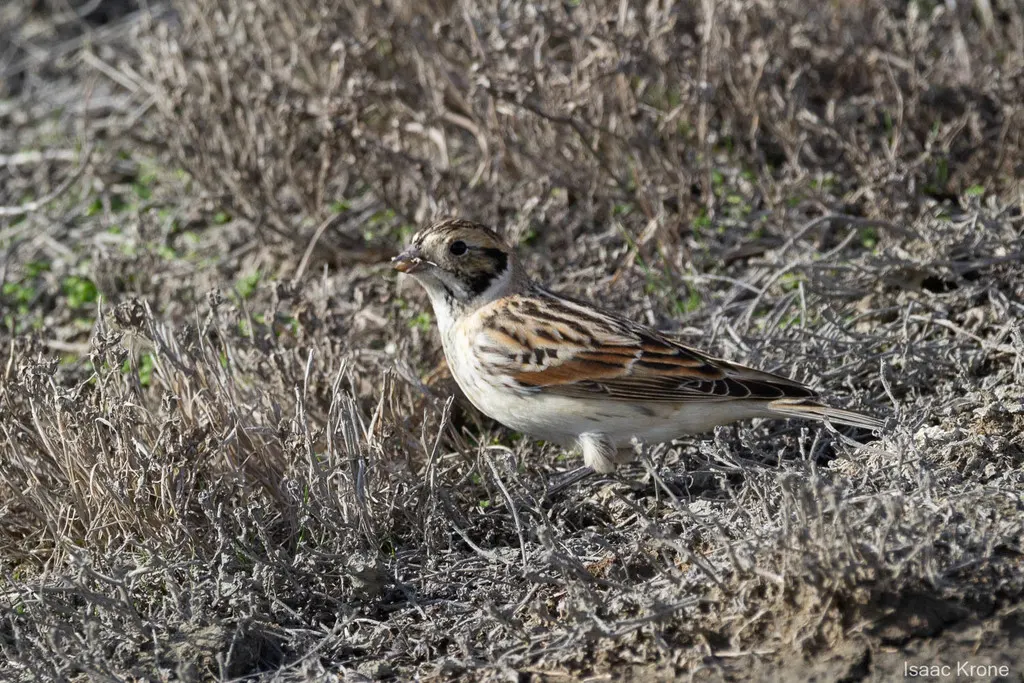 铁爪鹀（Calcarius lapponicus）