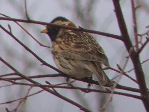 铁爪鹀（Calcarius lapponicus）