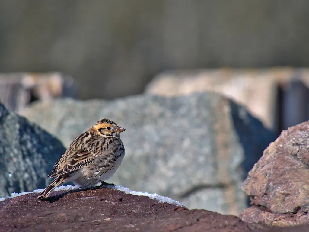 铁爪鹀（Calcarius lapponicus）