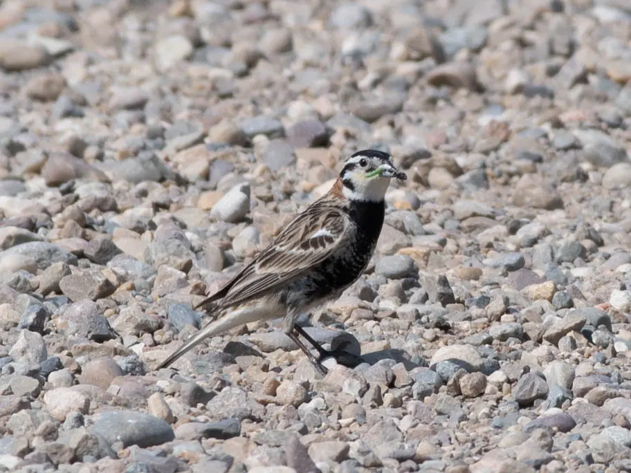 栗领铁爪鹀(Calcarius ornatus)