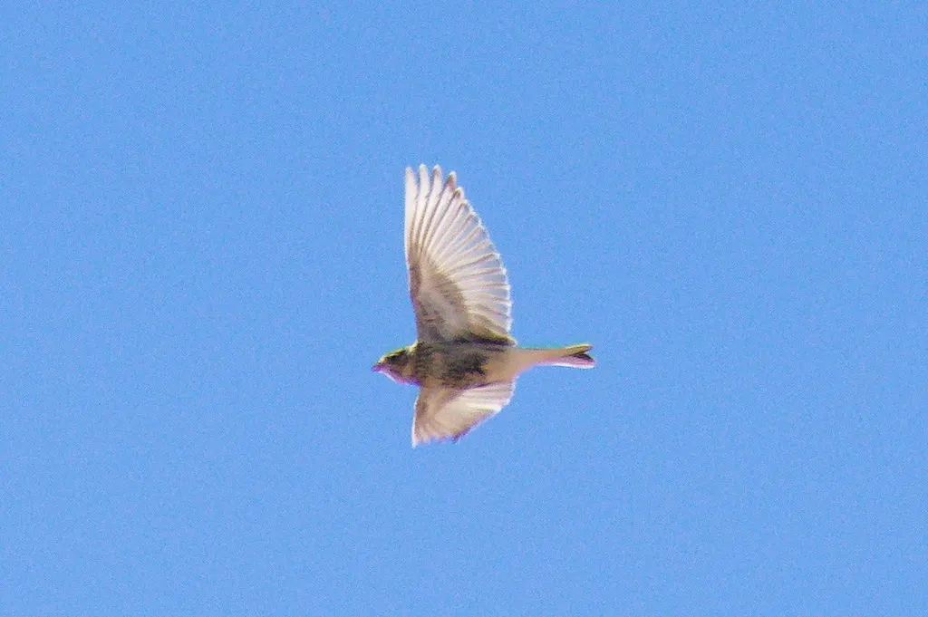 栗领铁爪鹀(Calcarius ornatus)