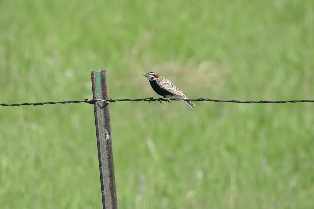 栗领铁爪鹀(Calcarius ornatus)