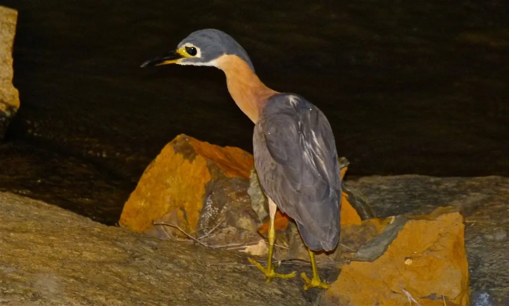 白背夜鹭(Calherodius leuconotus)