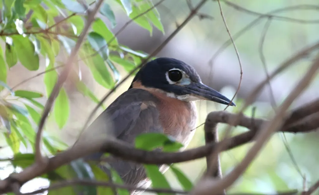 白背夜鹭(Calherodius leuconotus)