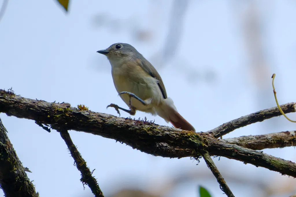 红尾钩嘴鵙(Calicalicus madagascariensis)