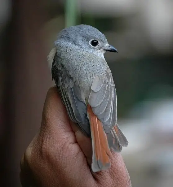 红尾钩嘴鵙(Calicalicus madagascariensis)