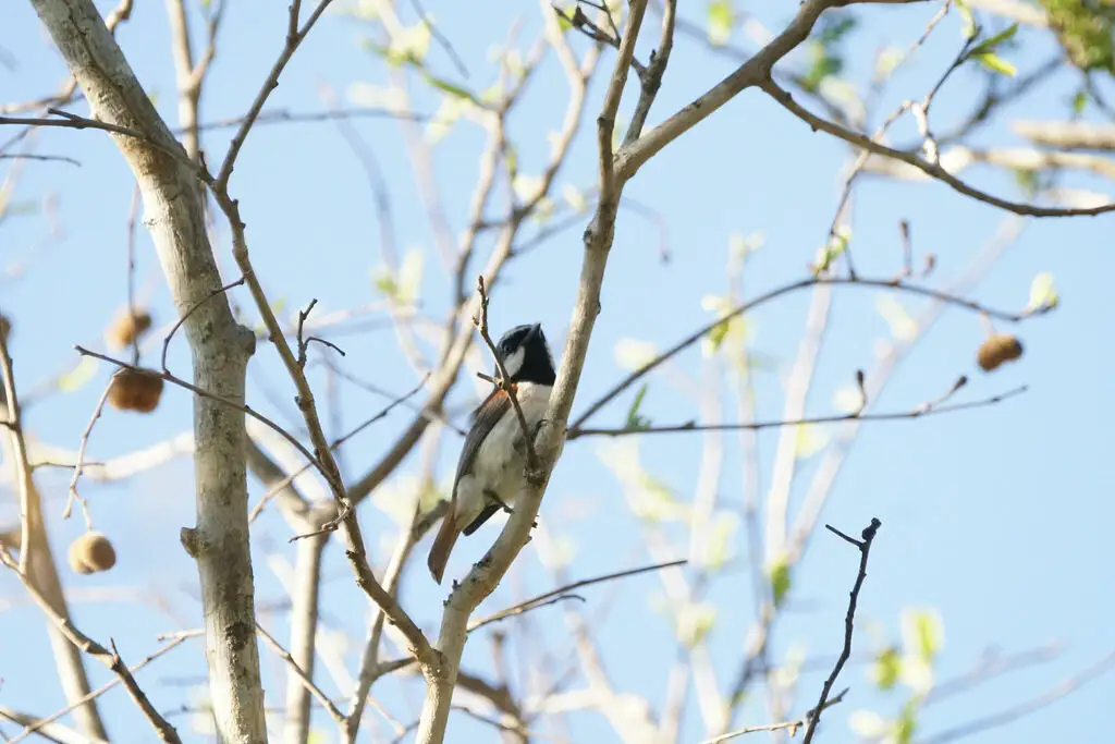红尾钩嘴鵙(Calicalicus madagascariensis)