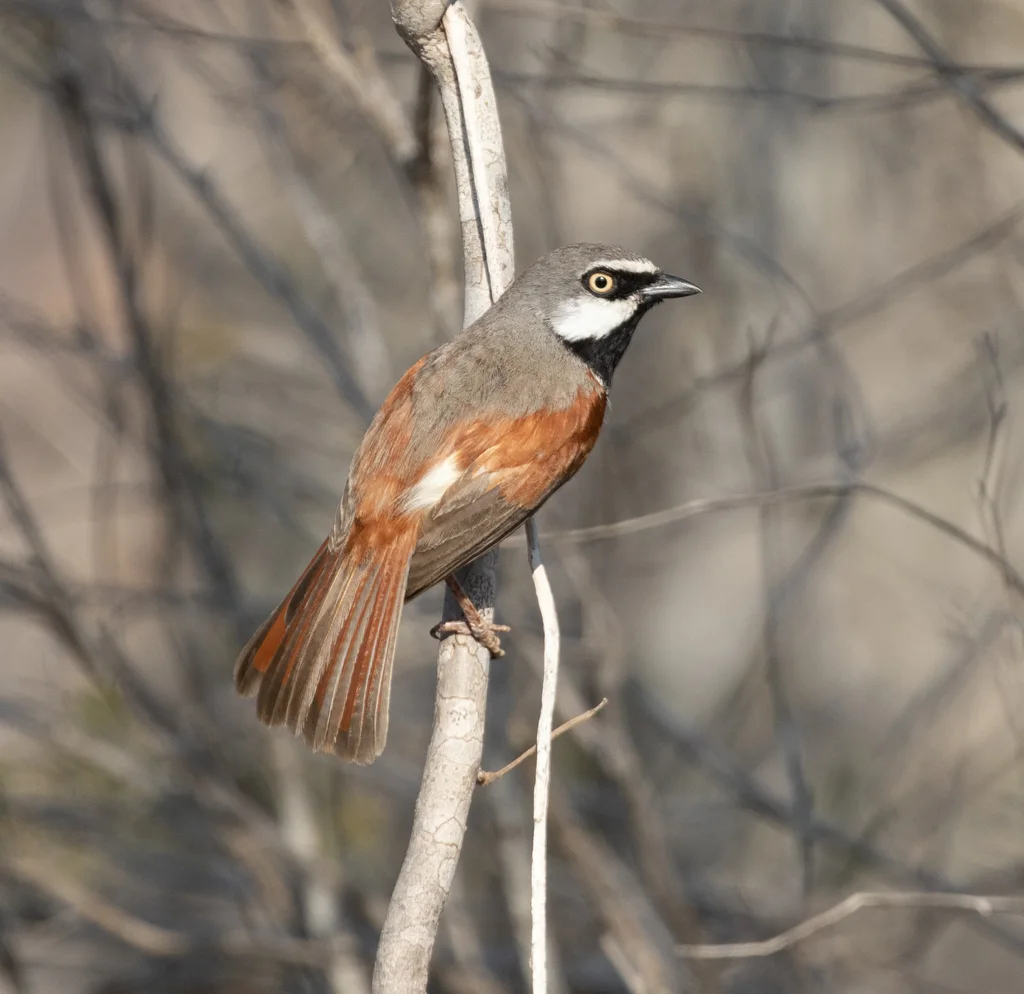 红肩钩嘴鵙(Calicalicus rufocarpalis)