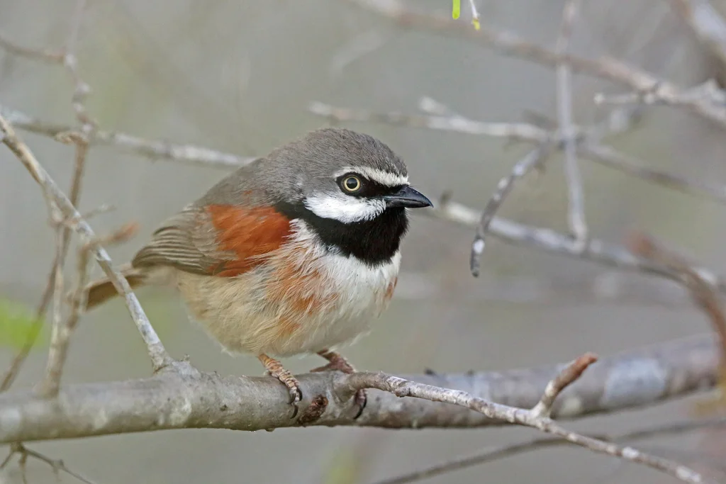 红肩钩嘴鵙(Calicalicus rufocarpalis)