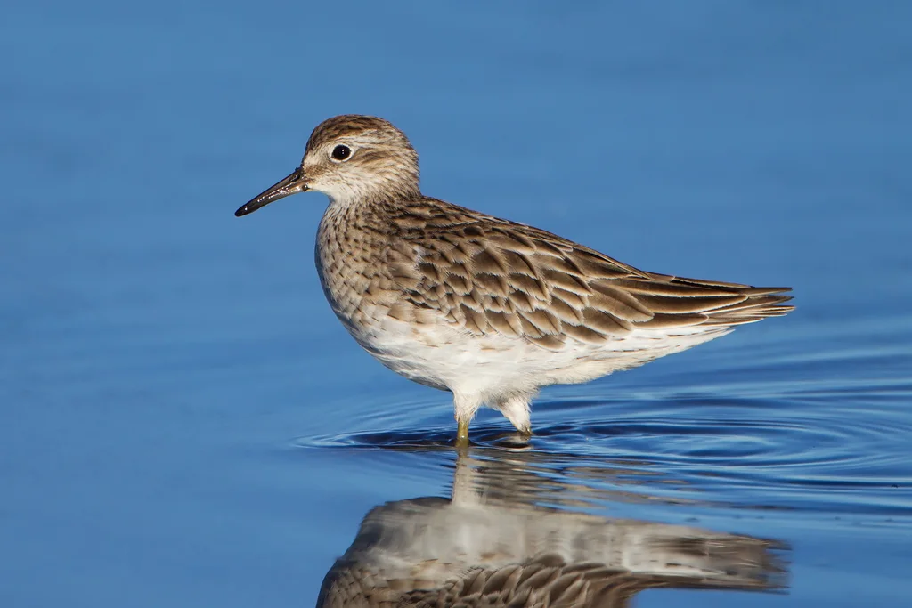 尖尾滨鹬(Calidris acuminata)