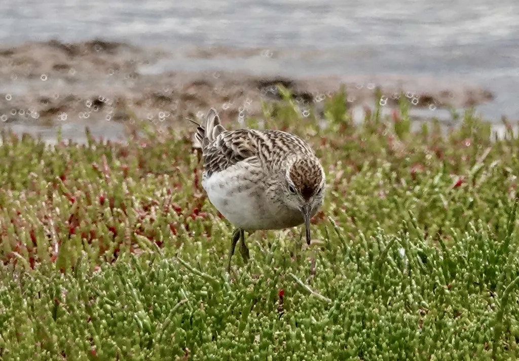 尖尾滨鹬(Calidris acuminata)