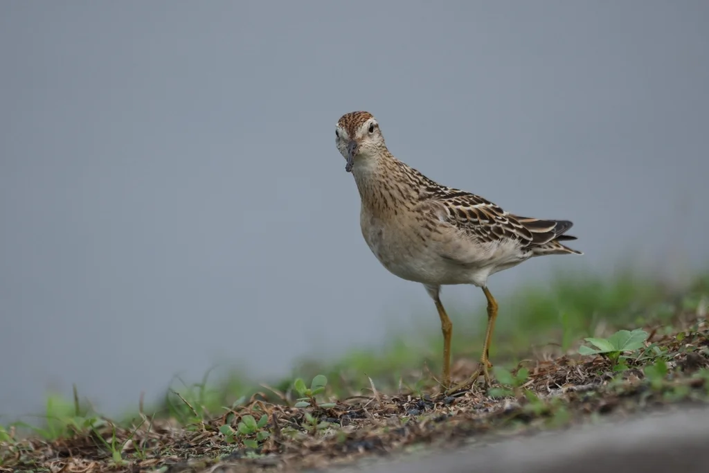 尖尾滨鹬(Calidris acuminata)