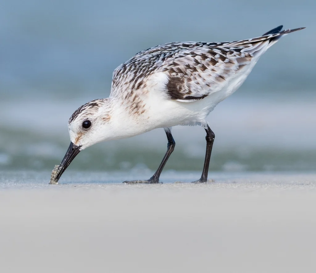 三趾滨鹬（Calidris alba）