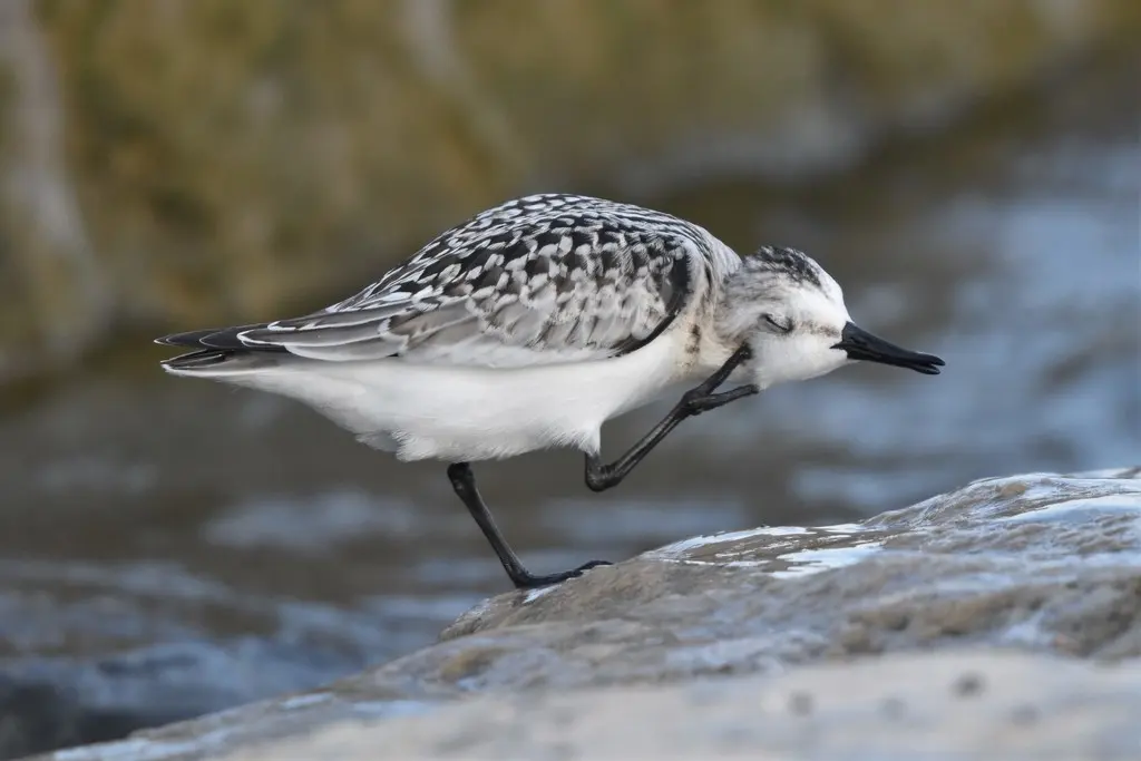 三趾滨鹬（Calidris alba）