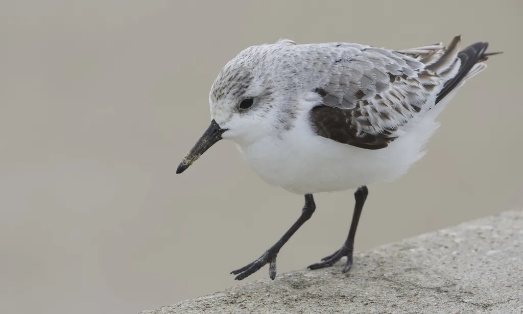 三趾滨鹬（Calidris alba）