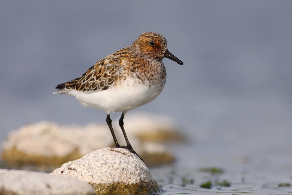 三趾滨鹬（Calidris alba）
