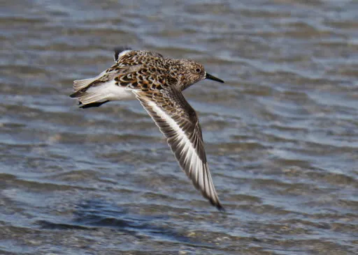三趾滨鹬（Calidris alba）