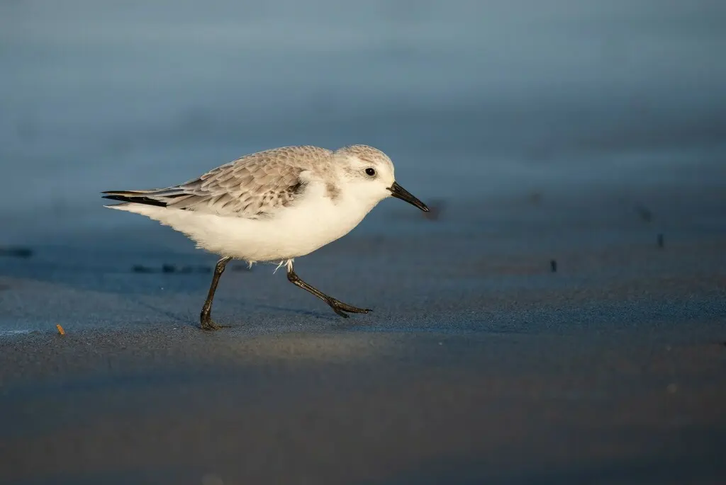 三趾滨鹬（Calidris alba）