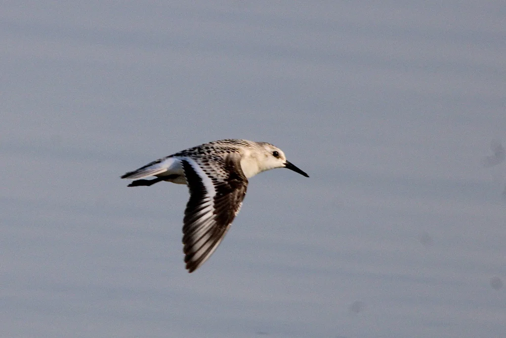 三趾滨鹬(Calidris alba)