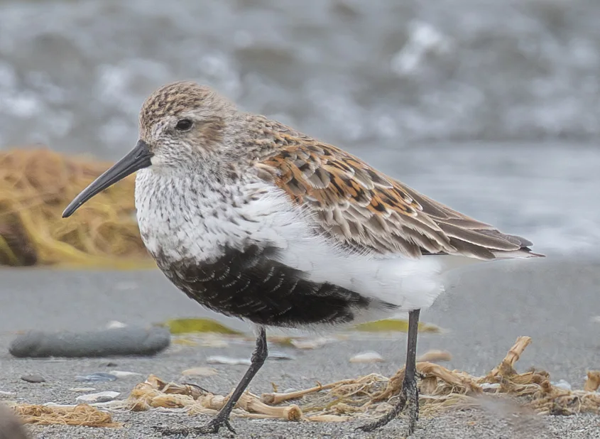 黑腹滨鹬(Calidris alpina)