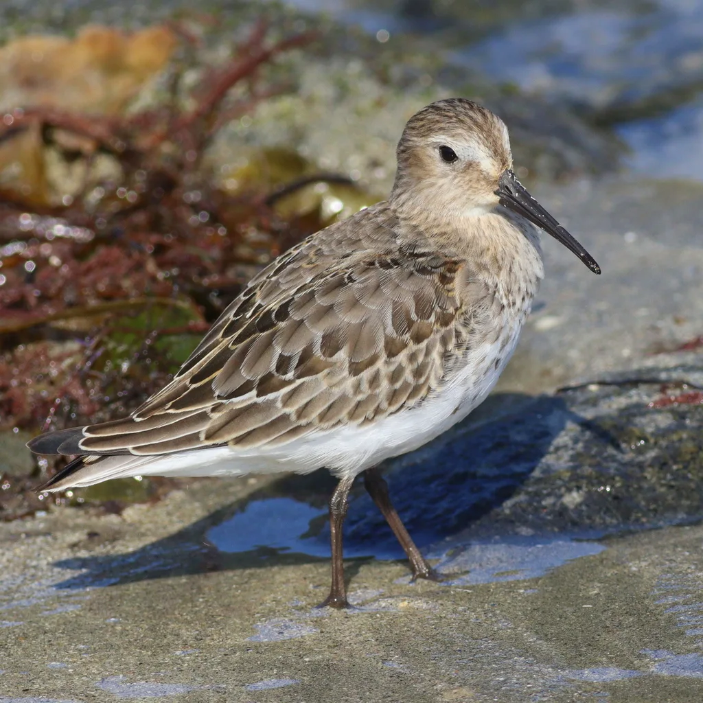 黑腹滨鹬(Calidris alpina)