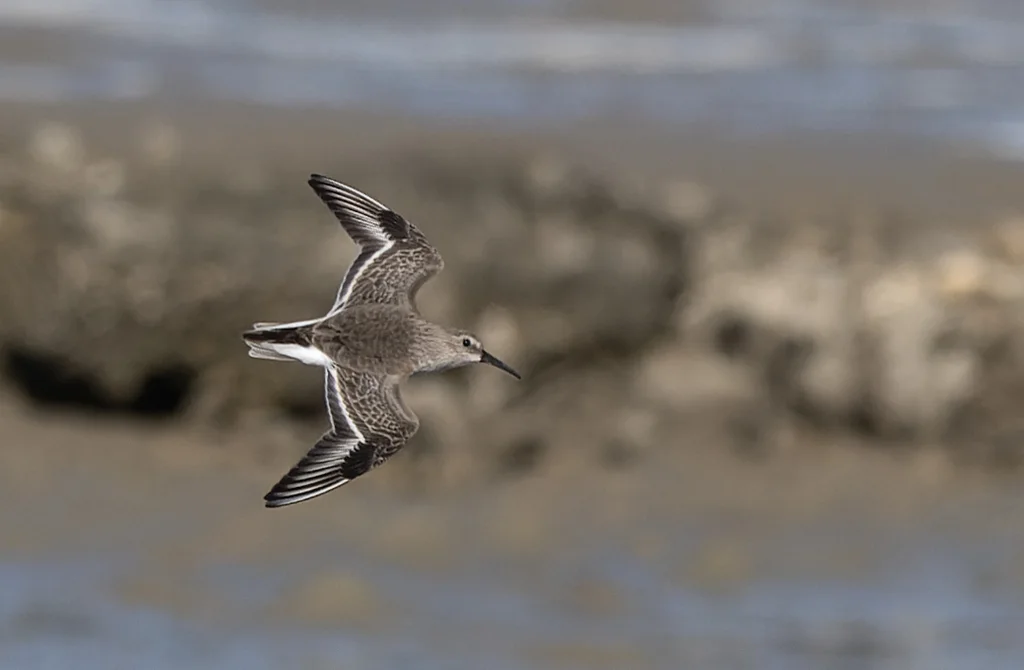 黑腹滨鹬(Calidris alpina)