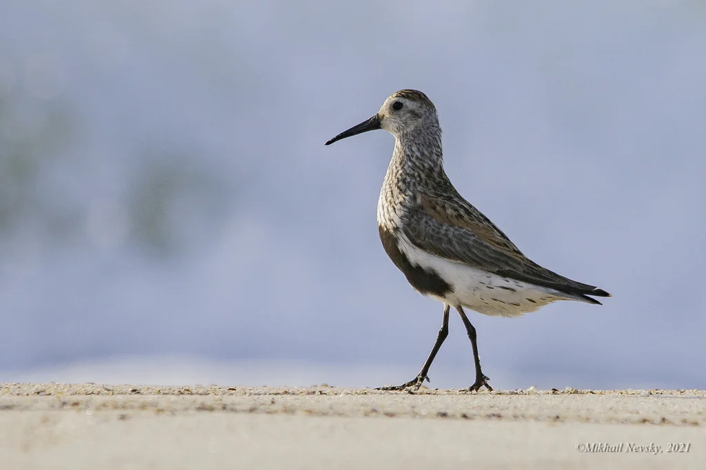 黑腹滨鹬(Calidris alpina)