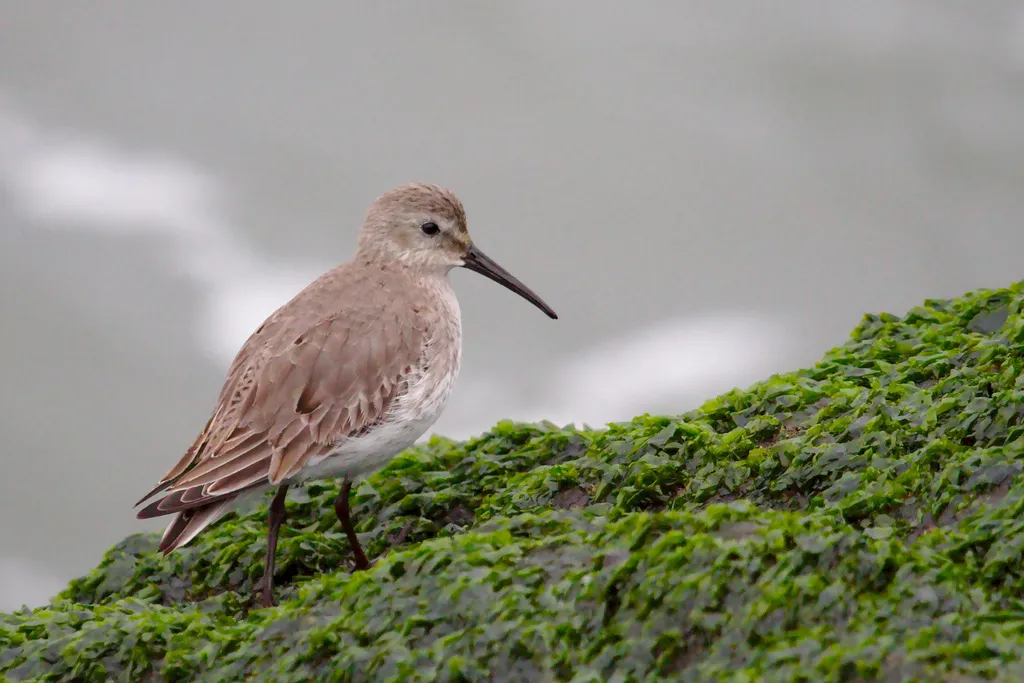 黑腹滨鹬(Calidris alpina)