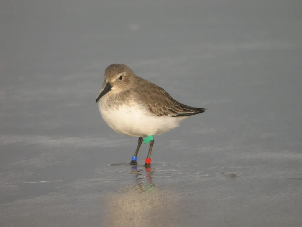 黑腹滨鹬(Calidris alpina)