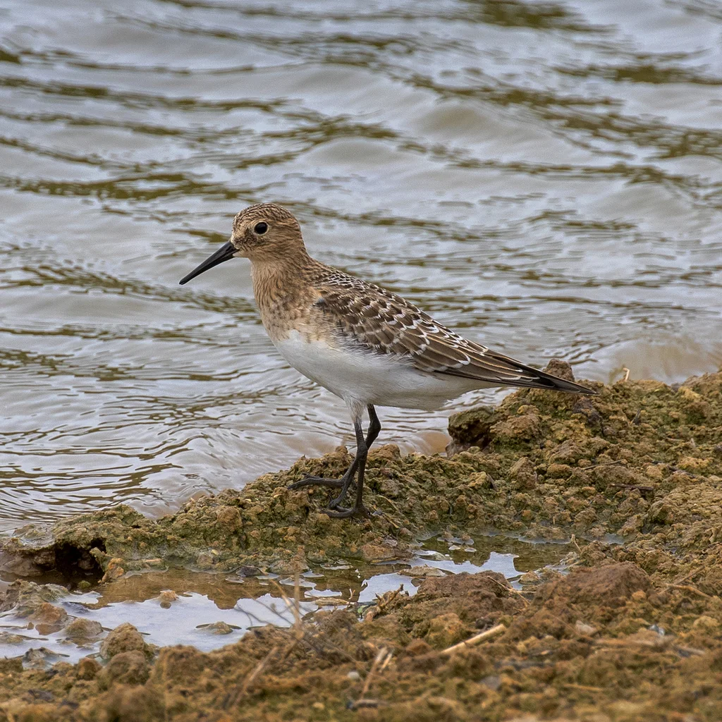 黑腰滨鹬(Calidris bairdii)