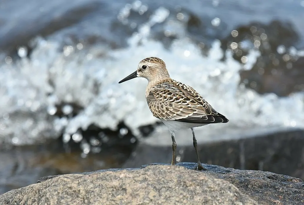 黑腰滨鹬(Calidris bairdii)