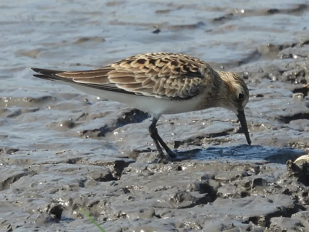 黑腰滨鹬(Calidris bairdii)