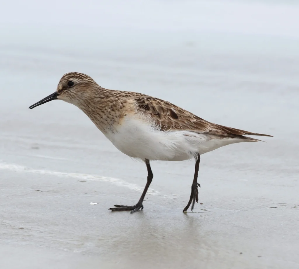 黑腰滨鹬(Calidris bairdii)