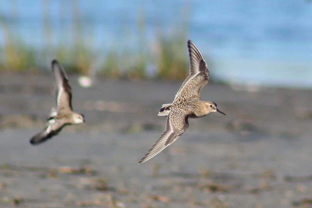 黑腰滨鹬(Calidris bairdii)