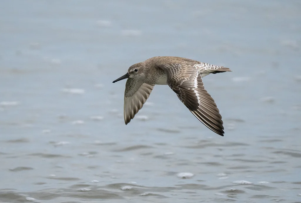 红腹滨鹬(Calidris canutus)