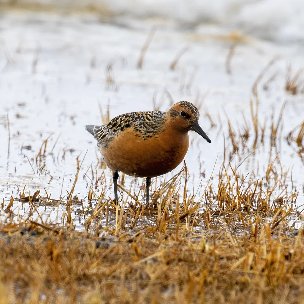 红腹滨鹬(Calidris canutus)
