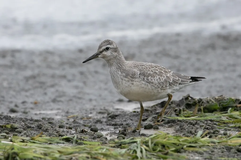 红腹滨鹬(Calidris canutus)