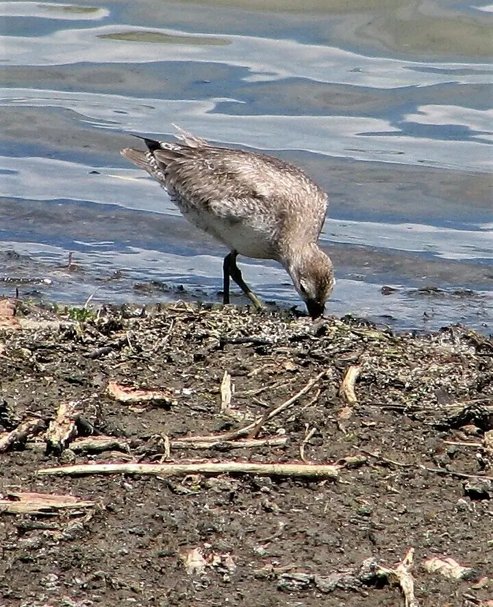 红腹滨鹬(Calidris canutus)