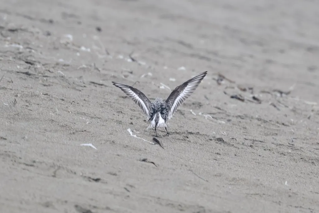 红腹滨鹬(Calidris canutus)