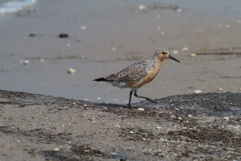 红腹滨鹬(Calidris canutus)