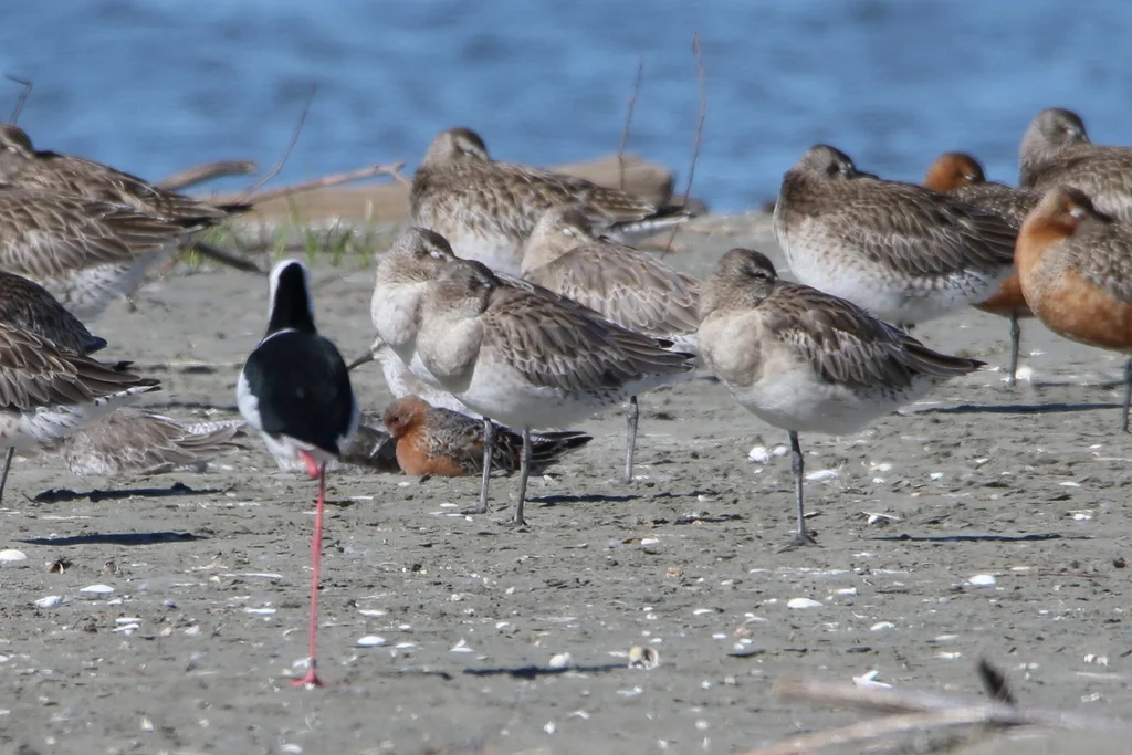 红腹滨鹬(Calidris canutus)