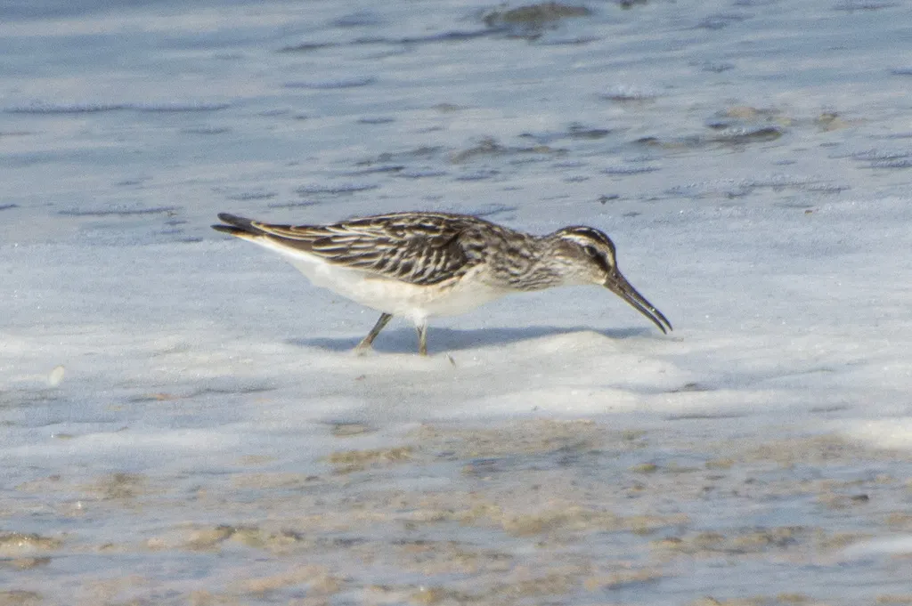 阔嘴鹬(Calidris falcinellus)