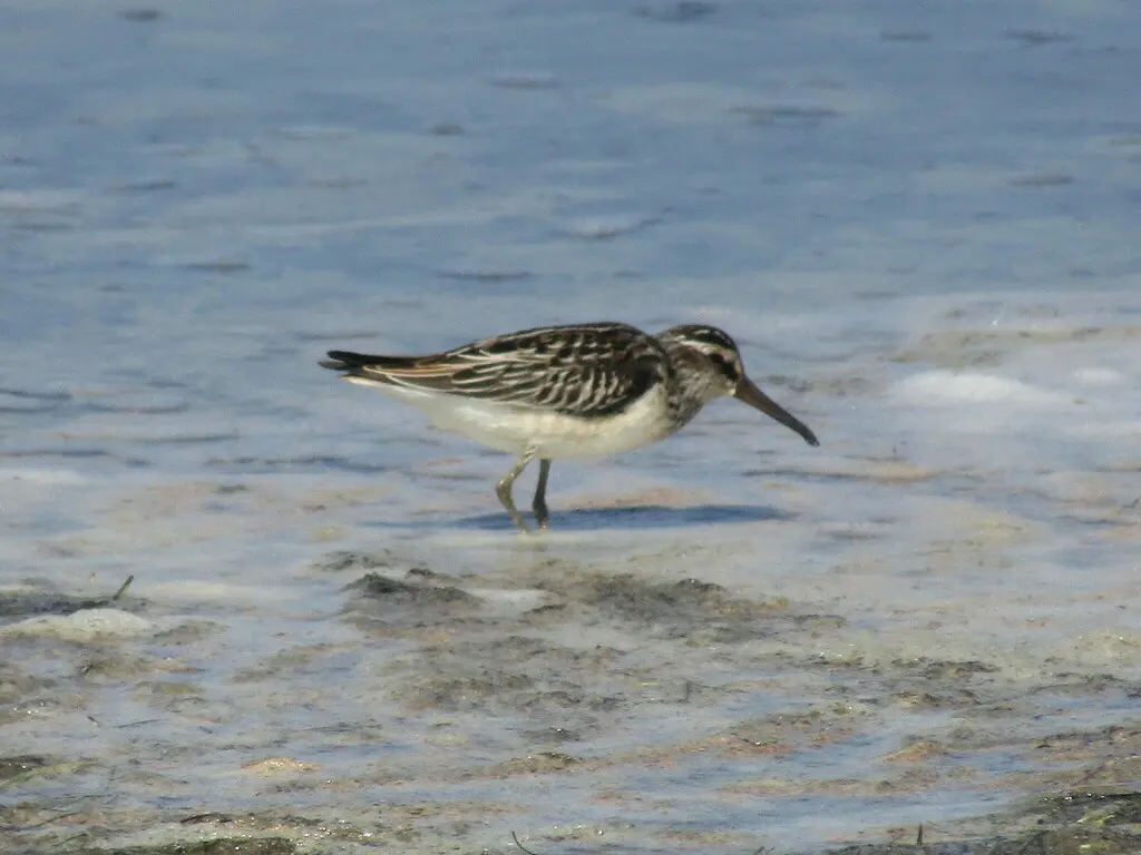 阔嘴鹬(Calidris falcinellus)
