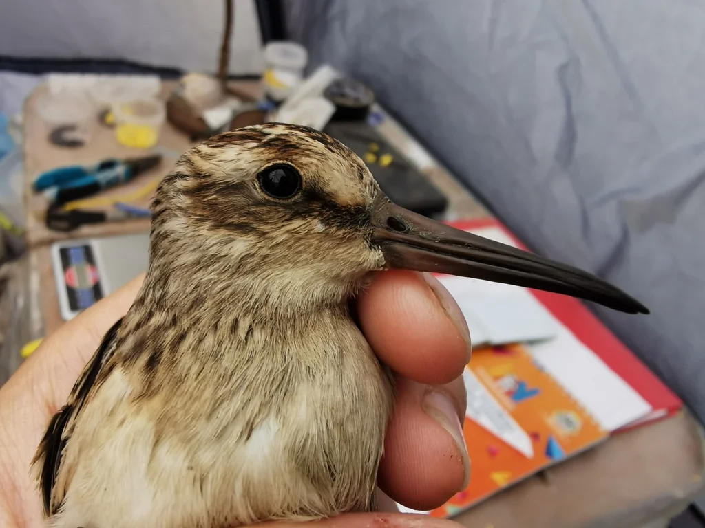 阔嘴鹬(Calidris falcinellus)